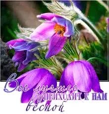 Открытка Открытки с первым днем весны - Весенние цветы: фиалки и пчелка - открытка | Красивая открытка #78