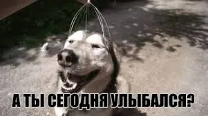 Открытка Улыбнись - Смешная открытка с хаски: Улыбка на миллион! | Красивая открытка #286