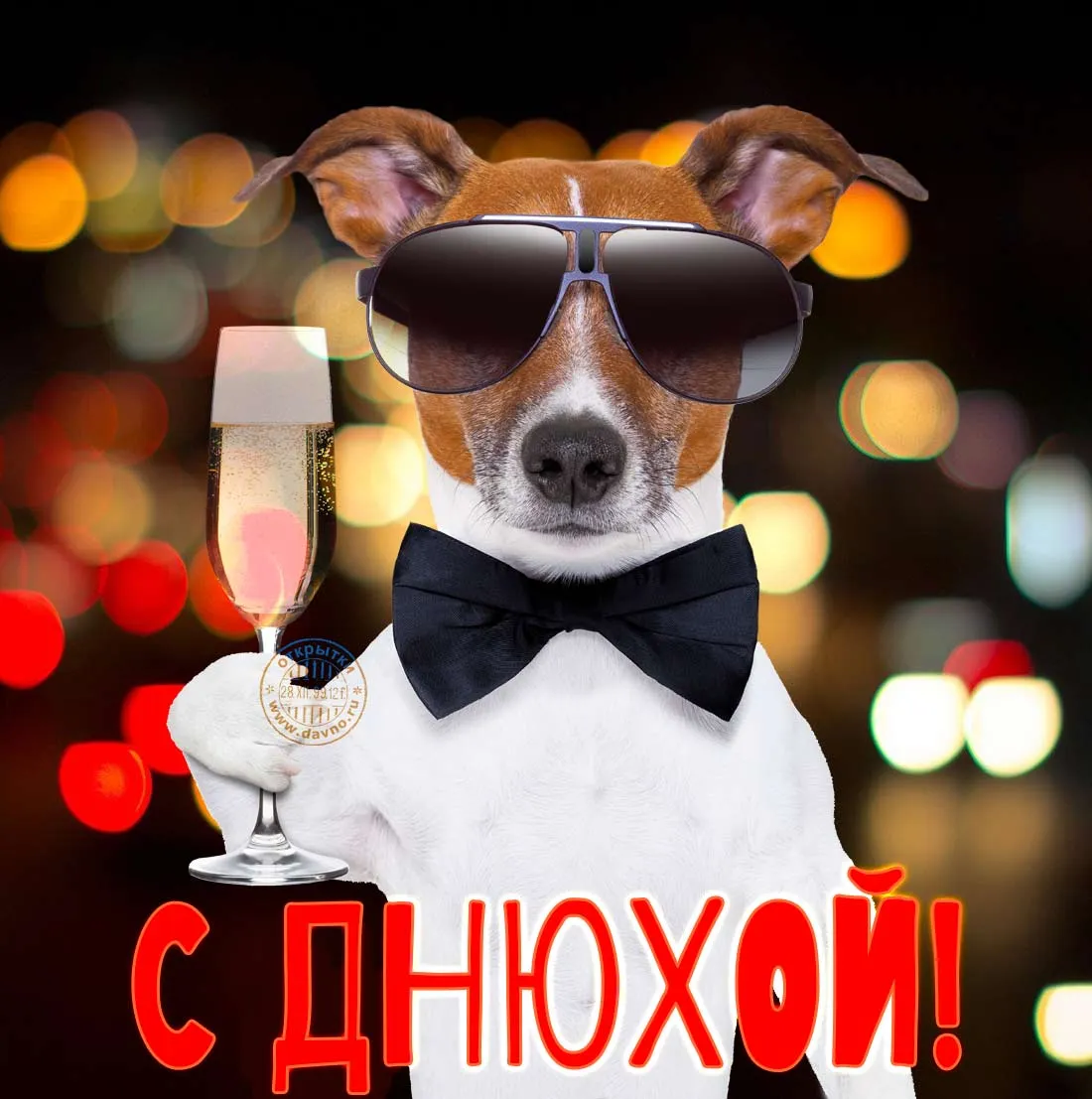 Открытка с днём рождения для мужчины - С Днём рождения! Открытка с собакой и шампанским | Красивая открытка #1