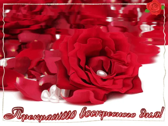 Открытка Удачного воскресенья - Открытка с красными розами и жемчугом | Красивая открытка #17