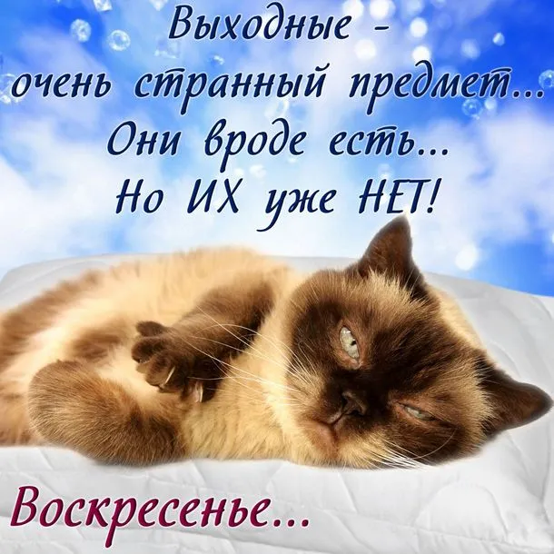 Открытка Воскресенье - Спящий котенок на фоне неба. Открытка с котенком | Красивая открытка #4