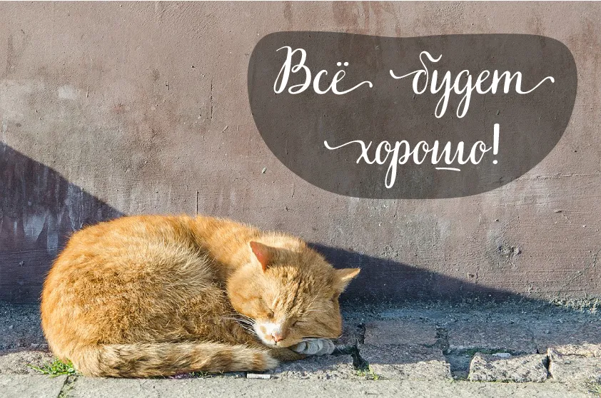 Открытка Всё будет хорошо! - Рыжий кот спит на стене - открытка с котиком | Красивая открытка #21