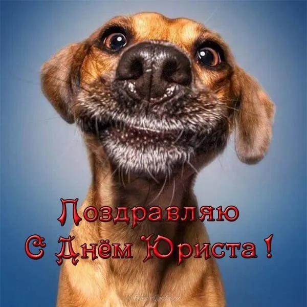Открытка День юриста - Открытка с щенком: С Днем рождения! | Красивая открытка #60