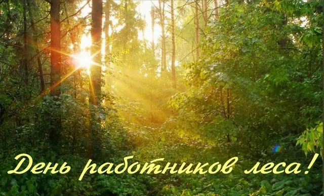 Открытка С днём работника леса - Солнечный лес: открытка с добрым утром | Красивая открытка #44