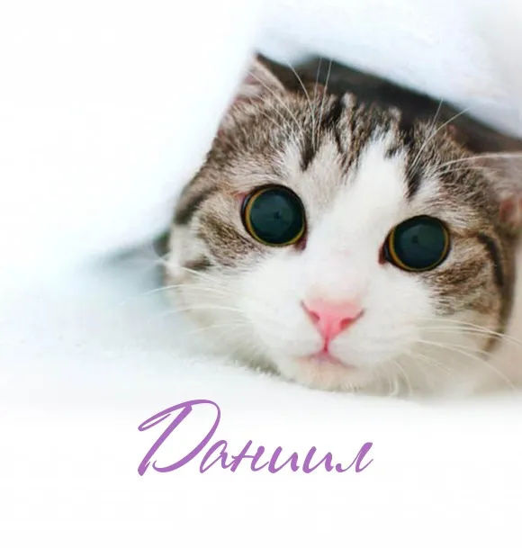 Открытка Открытки с именем Даниил/Данил - Игривая кошка: милая открытка с котенком | Красивая открытка #207