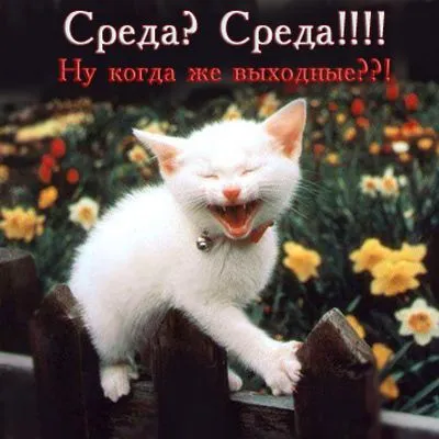 Открытка Среда - Смешной котенок на заборе с цветами  Открытка | Красивая открытка #11