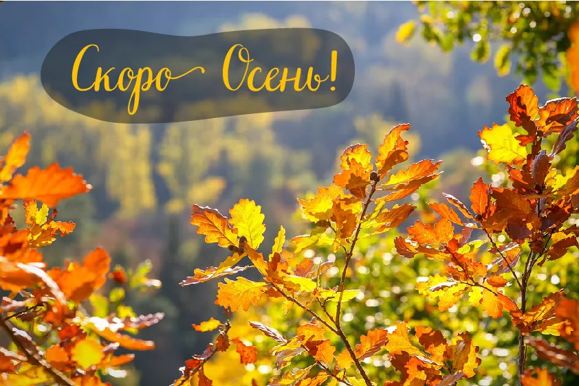 Открытка Скоро осень - Золотые листья осени: открытка с ярким фоном | Красивая открытка #28