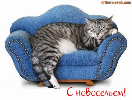 Открытка С новосельем - Открытка с котом на синем диване | Красивая открытка #46