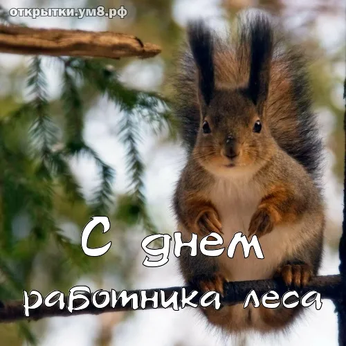 Открытка С днём работника леса - Открытка с белкой: поздравления с днем рождения | Красивая открытка #32