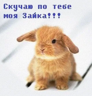 Открытка Открытки скучаю по тебе - Пушистый кролик: милая открытка с зайцем | Красивая открытка #203