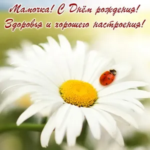 Открытка Открытки с Днем Рождения маме - Белая ромашка с божьей коровкой - открытка | Красивая открытка #73