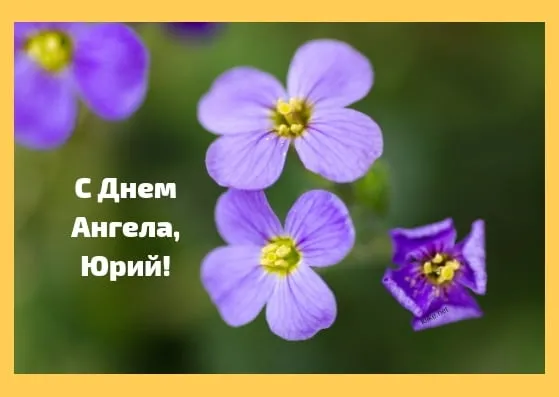 Открытка Открытки с именем Юрий - Фиолетовые цветы крупный план | Красивая открытка #140