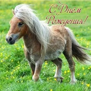 Открытка С лошадьми - Пони на лугу: открытка с днем рождения | Красивая открытка #47