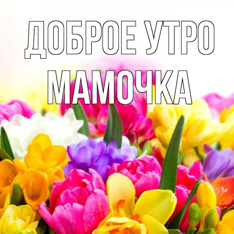 Открытка Открытки доброе утро мама - Цветы тюльпанов: весенняя открытка с тюльпанами | Красивая открытка #13