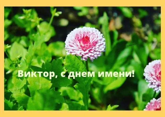 Открытка открытки с именем Виктор - Открытка с цветами: поздравления с Днём имени | Красивая открытка #191