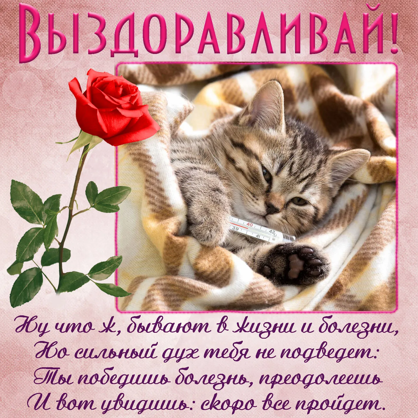 Открытка Выздоравливай - Скоро все пройдет: милый кот и роза | Красивая открытка #59