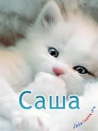 Открытка открытки с именем Александр - Милый котенок: Открытка с пушистым котенком | Красивая открытка #151