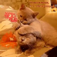 Открытка Прости - Два кота обнимаются. Открытка с котами | Красивая открытка #36