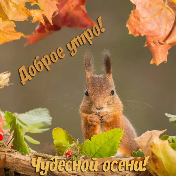 Открытка Открытки Золотая Осень  - Белка на осеннем фоне: открытка с поздравлением | Красивая открытка #22