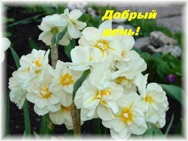Открытка добрый день - Открытка с белыми нарциссами | Красивая открытка #121