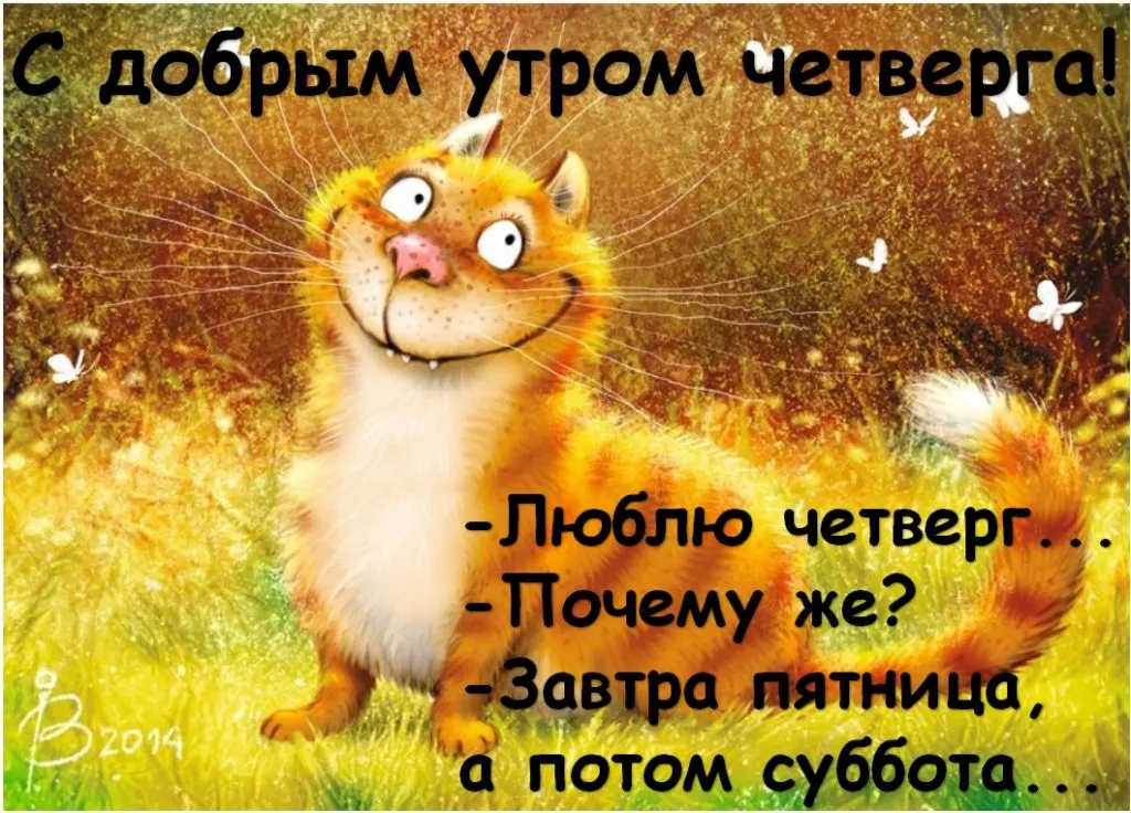 Открытка Открытки на четверг - Веселый кот на открытке с цветами | Красивая открытка #32