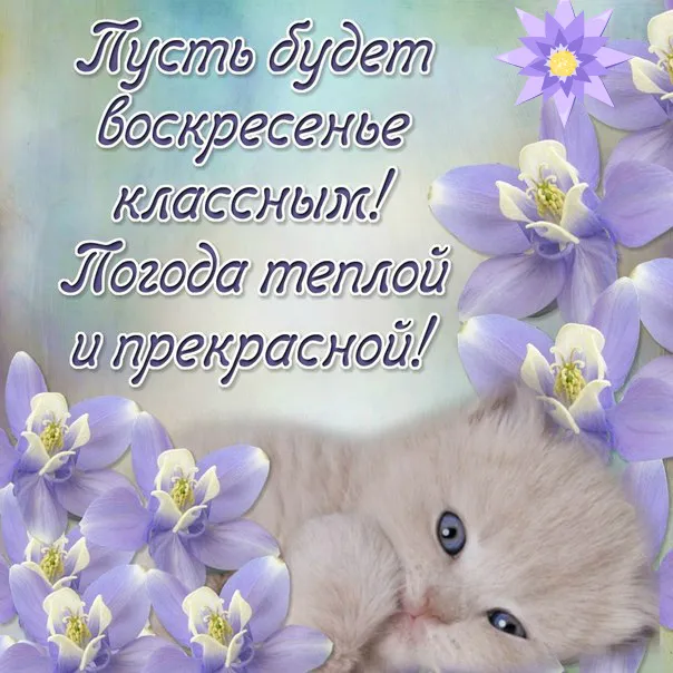 Открытка Удачного воскресенья - Зайчик и фиалки: милая открытка | Красивая открытка #8