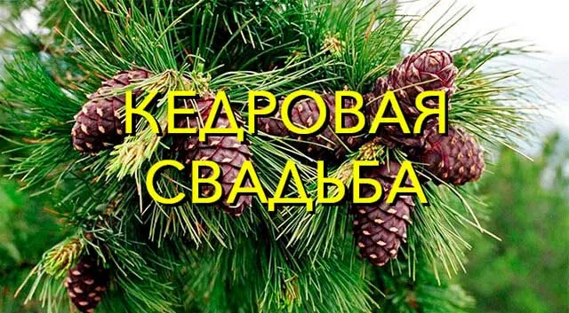 Открытка Открытки на Кедровую свадьбу 49 лет - Сосновые шишки на хвое: открытка с природой | Красивая открытка #11
