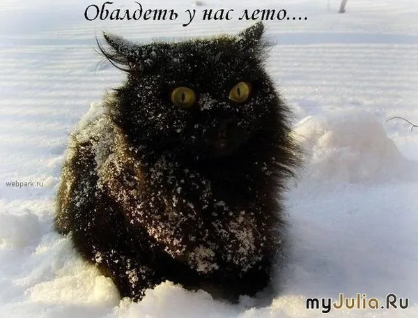 Открытка С кошками - Забавный кот в снегу - открытка с котиком | Красивая открытка #48