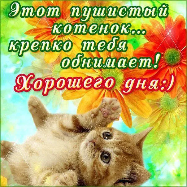 Открытка Обнимаю - Котенок на открытке с цветами | Красивая открытка #31