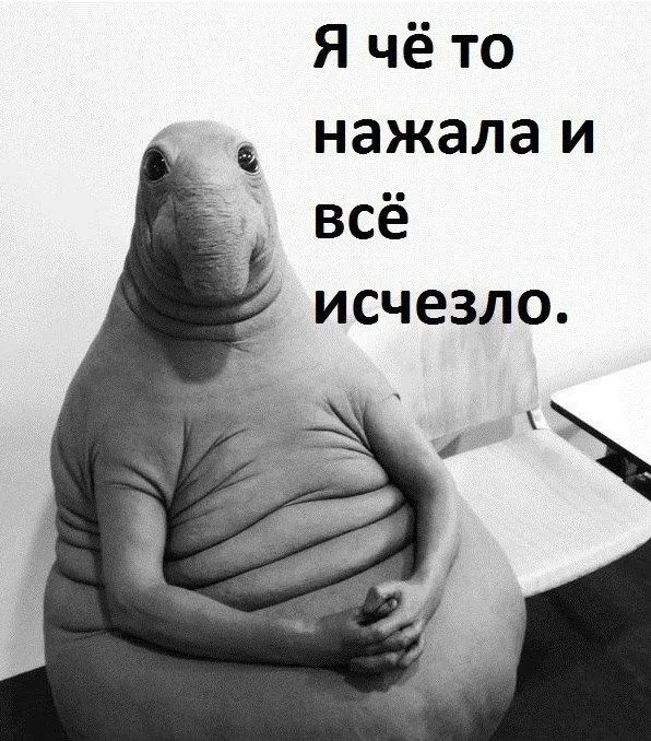 Открытка Мемы - Забавные открытки с морским котиком | Красивая открытка #29
