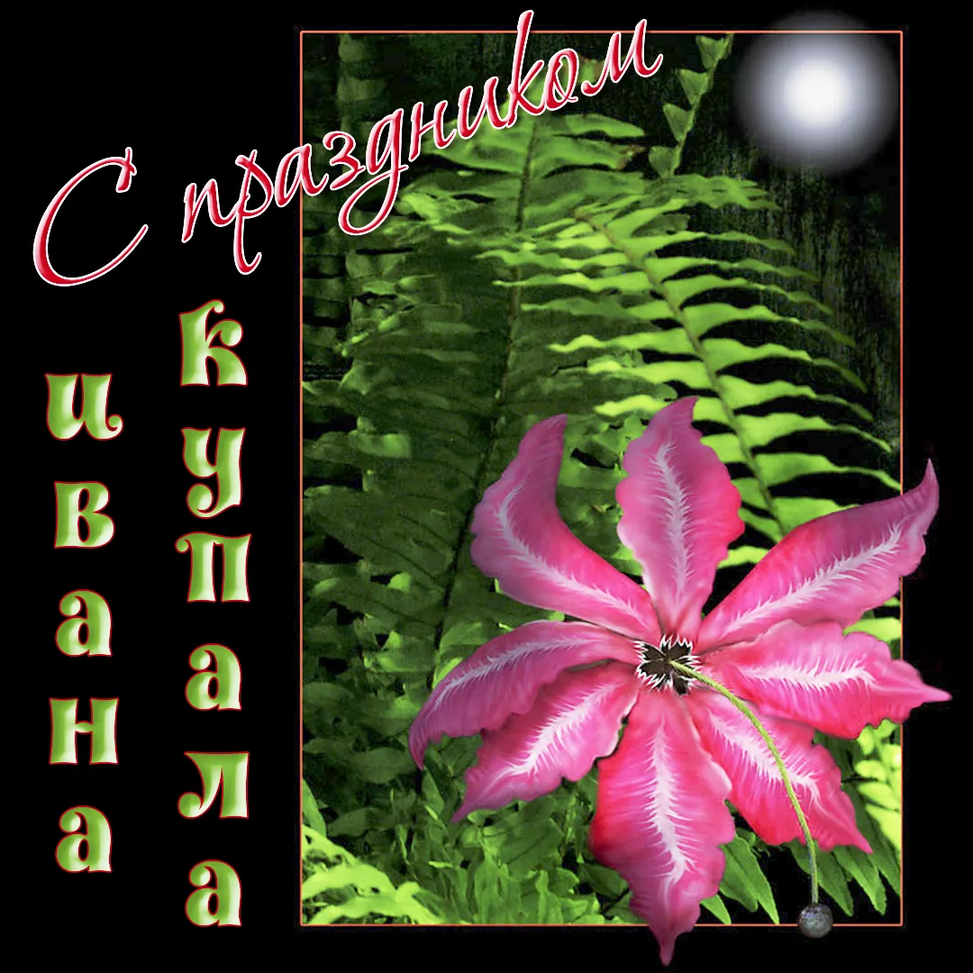 Открытка Иван Купала - Розовая лилия на фоне зелени - праздничная открытка | Красивая открытка #40