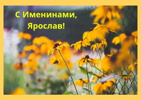 Открытка Открытки с именем Ярослав  - Полевые цветы. Открытка с цветами. | Красивая открытка #90