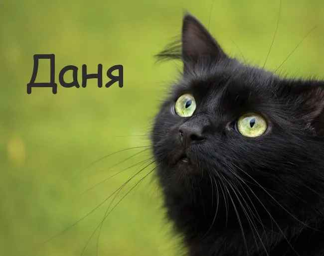 Открытка Открытки с именем Даниил/Данил - Чёрный кот с зелёными глазами. | Красивая открытка #216
