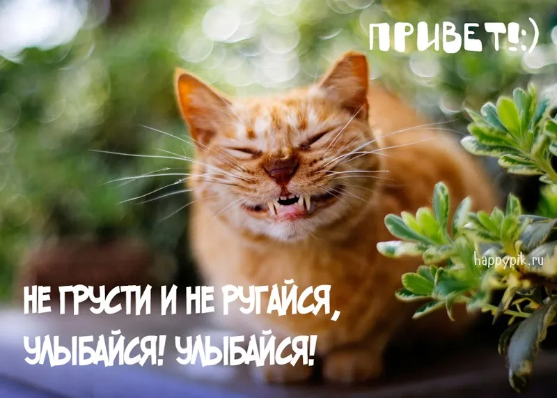 Открытка Улыбнись - Игривый котенок на фоне зелени. Открытка с котиком. | Красивая открытка #16