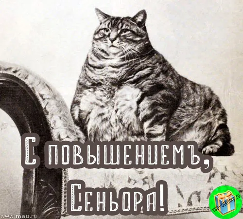 Открытка С повышением - Открытка с котом: С ПОВЫШЕНИЕМ! | Красивая открытка #14