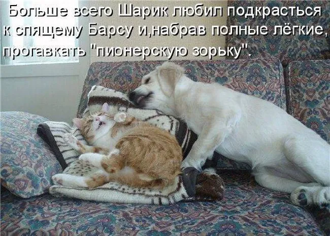 Открытка Прикольные открытки с животными - Рыжий кот и собака спят на подушках | Красивая открытка #5