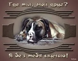 Открытка Открытки скучаю по тебе - Открытка с собакой: грустный пёс, трогательная картинка | Красивая открытка #156