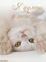 Открытка Открытки думаю о тебе - Милый котенок лежит на спине | Красивая открытка #65