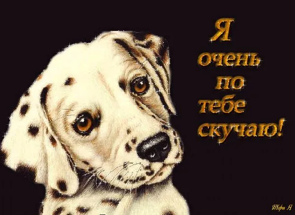 Открытка Открытки скучаю по тебе - Открытка с щенком далматинцем. | Красивая открытка #91