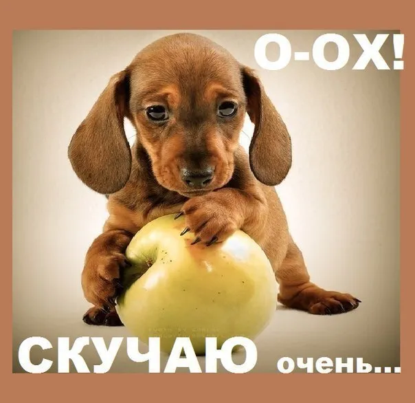 Открытка Открытки скучаю по тебе - Грустный щенячий взгляд: открытка с собакой и яблоком | Красивая открытка #20