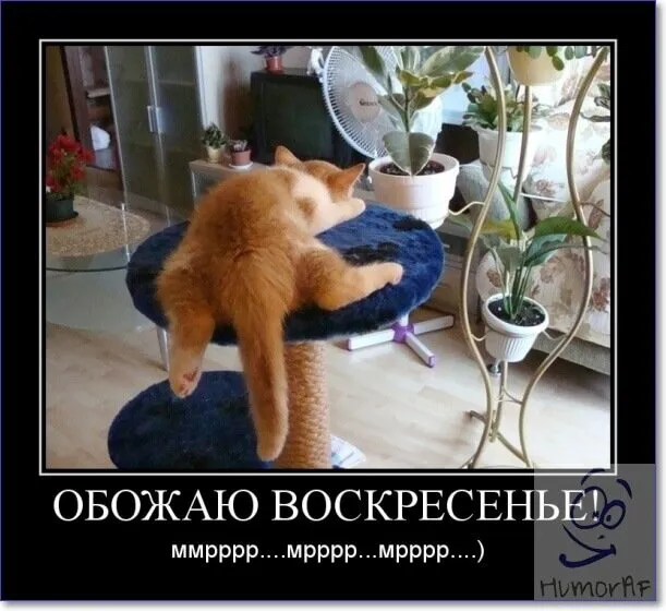 Открытка Открытки на воскресенье - Смешная открытка с котом на подушке | Красивая открытка #29