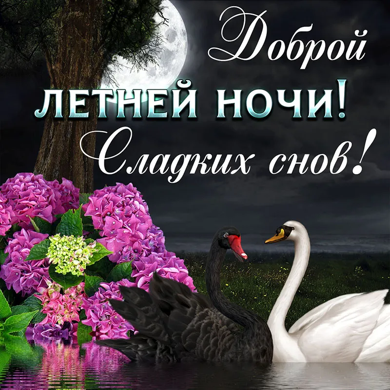 Открытка С лебедями - Открытка: лебедь, гортензии, луна | Красивая открытка #31
