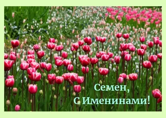 Открытка Открытки с именем Семен - Поле тюльпанов: поздравления С днем рождения | Красивая открытка #255