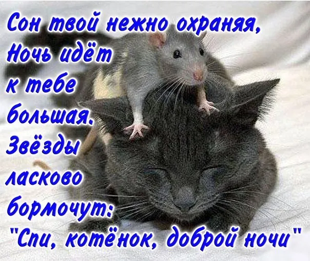 Открытка Пожелания любимым - Симпатичный котенок. Сладкие сны. Открытка с котенком | Красивая открытка #18