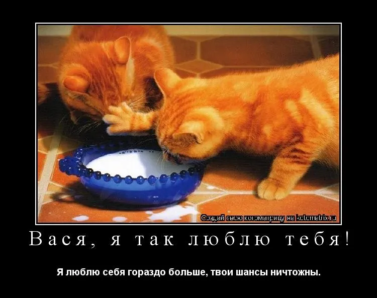 Открытка открытки с именем Василий - Кот и печенье: смешная открытка с котиком | Красивая открытка #255