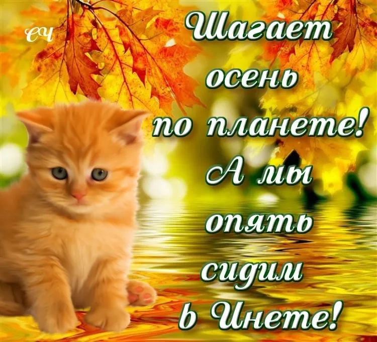 Открытка времена года - Милый кот на фоне осенней листвы | Красивая открытка #103