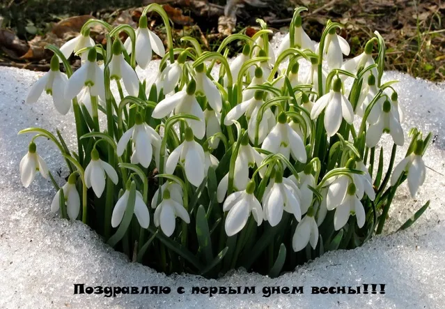 Открытка  С первым днем весны - Подснежники на снегу: Открытка с первыми весенними цветами | Красивая открытка #123