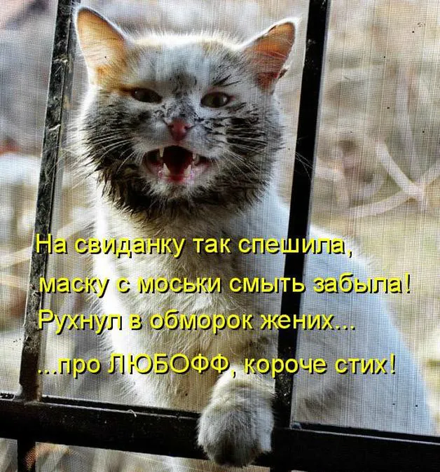 Открытка Прикольные открытки с животными - Кот на забор: смешная открытка с котиком | Красивая открытка #4