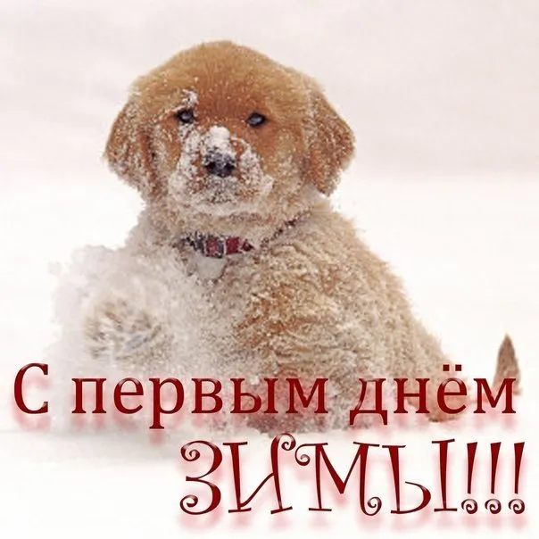 Открытка С первым днём зимы - С новым годом! | Красивая открытка #91
