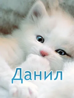 Открытка Открытки с именем Даниил/Данил - Милый котенок: открытка с пушистым малышом | Красивая открытка #115